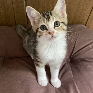 ベタゴロ甘えんぼ♪イノコちゃん