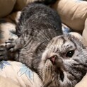 足が短く顔が大き目のマンチカンの男の子里親募集中♪