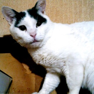 シッポくん★５歳の男の子★白黒