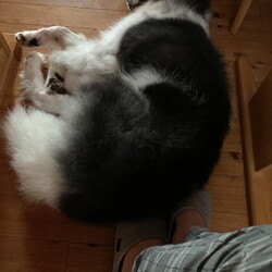 「やっぱり賢い子だった。」サムネイル2