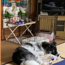 「やっぱり賢い子だった。」サムネイル3