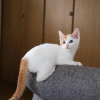 胡桃♡里親さん決定しました