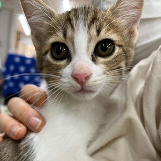 里親決定。茶太郎くん