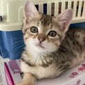 遊ぶの大好き♪ゼンコちゃん
