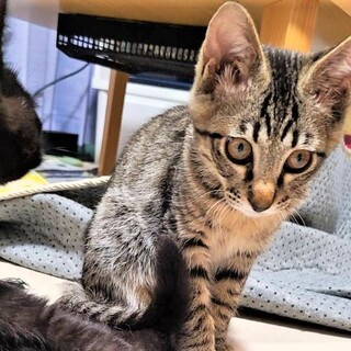 元気で懐こい　きじとらの　こうちゃん