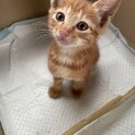 自宅の近くで子猫を保護しました。