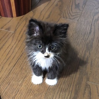 ロン毛のチビネコちゃんの里親さんを募集します!