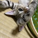 キジトラ女子！少し怖がりの甘えん坊さん