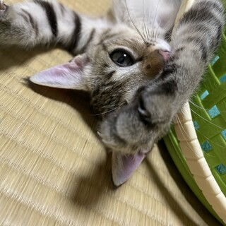 キジトラ女子！少し怖がりの甘えん坊さん