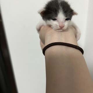 鍵付きしっぽのうじゅたん????