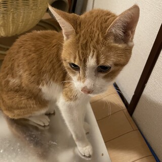 シニアの甘えん坊猫????