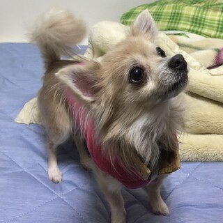 イザベラホワイトのアムティーくん