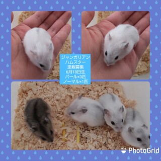 ジャンガリアンハムスター