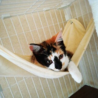 里親様決定致しました