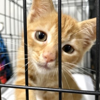 茶トラのおっとりフェイスちゃん♡