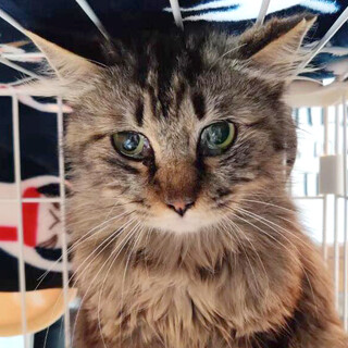 美人さんな【ちはや】