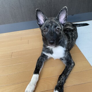 懐っこい3ヶ月半の女の子❤️野犬にも家族を