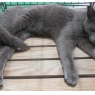 処分対処 グレーの男の子