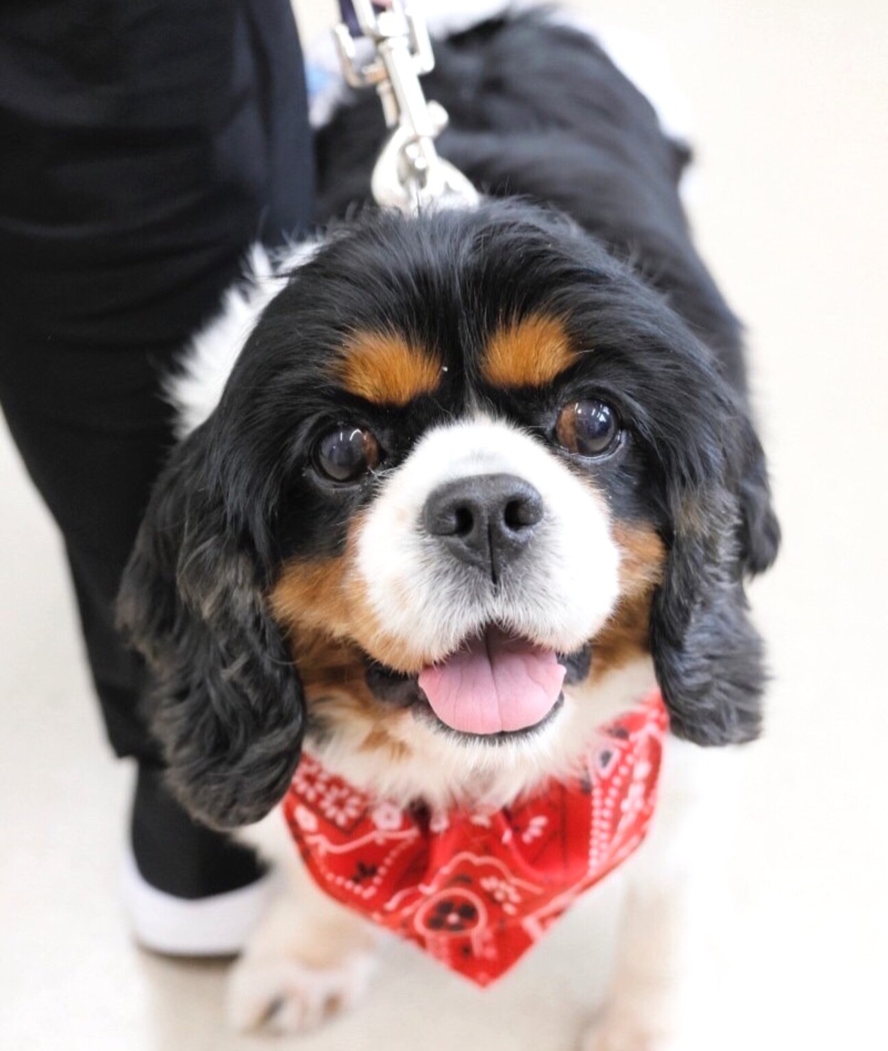 いつもご機嫌 大きな瞳が 愛知県 犬の里親募集 ペットのおうち 月間利用者150万人