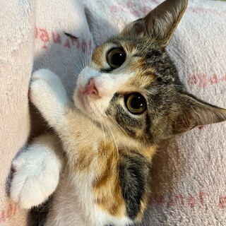 素敵な家族が見つかりました♡のりたま