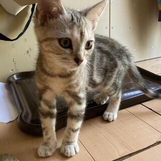 アメリカンショートヘアの子猫の里親募集
