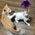 のんびりマイペース不死身の仔猫兄弟