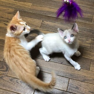 のんびりマイペース不死身の仔猫兄弟