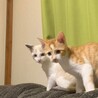 のんびりマイペース不死身の仔猫兄弟 サムネイル7