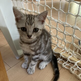 アメリカンショートヘアの子猫の里親募集中です。