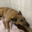 収容に期限があります！里親様探してます！