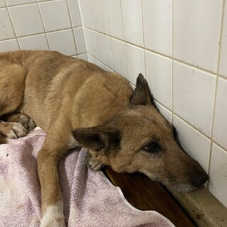 収容に期限があります！里親様探してます！