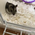ハムスター