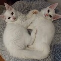 女の子じゃありません、おしゃべり好きの美猫ペア