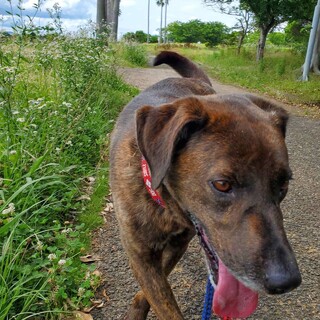 緊急です！処分のおそれがあります！