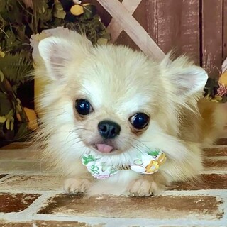 永福（えいふく）イケメンチワワ ！