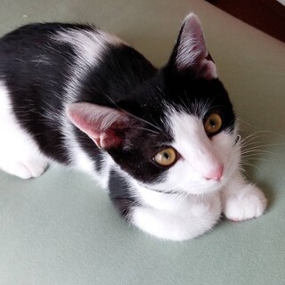 かわいさ溢れるももちゃん