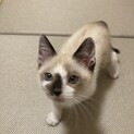 人馴れ抜群✨ラグドール似の男の子