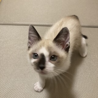 人馴れ抜群✨ラグドール似の男の子