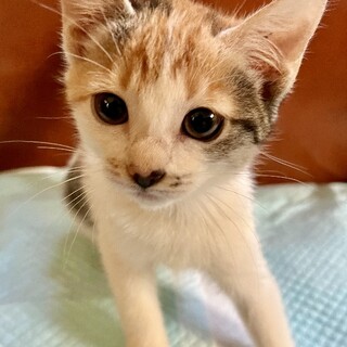 【代理募集】沖縄の南大東島から♡可愛いミケちゃん♡