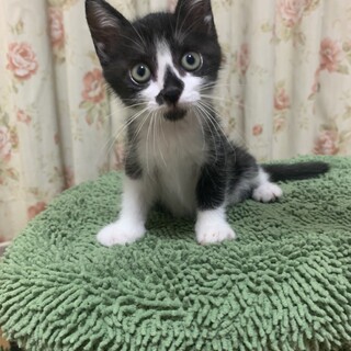 ありがとうございました★白黒みかんちゃん