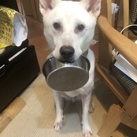 ハチ