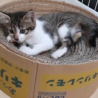 雑種　3ヶ月　メス　