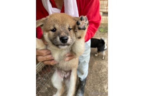 チコ 柴犬 ペットのおうち 月間利用者150万人