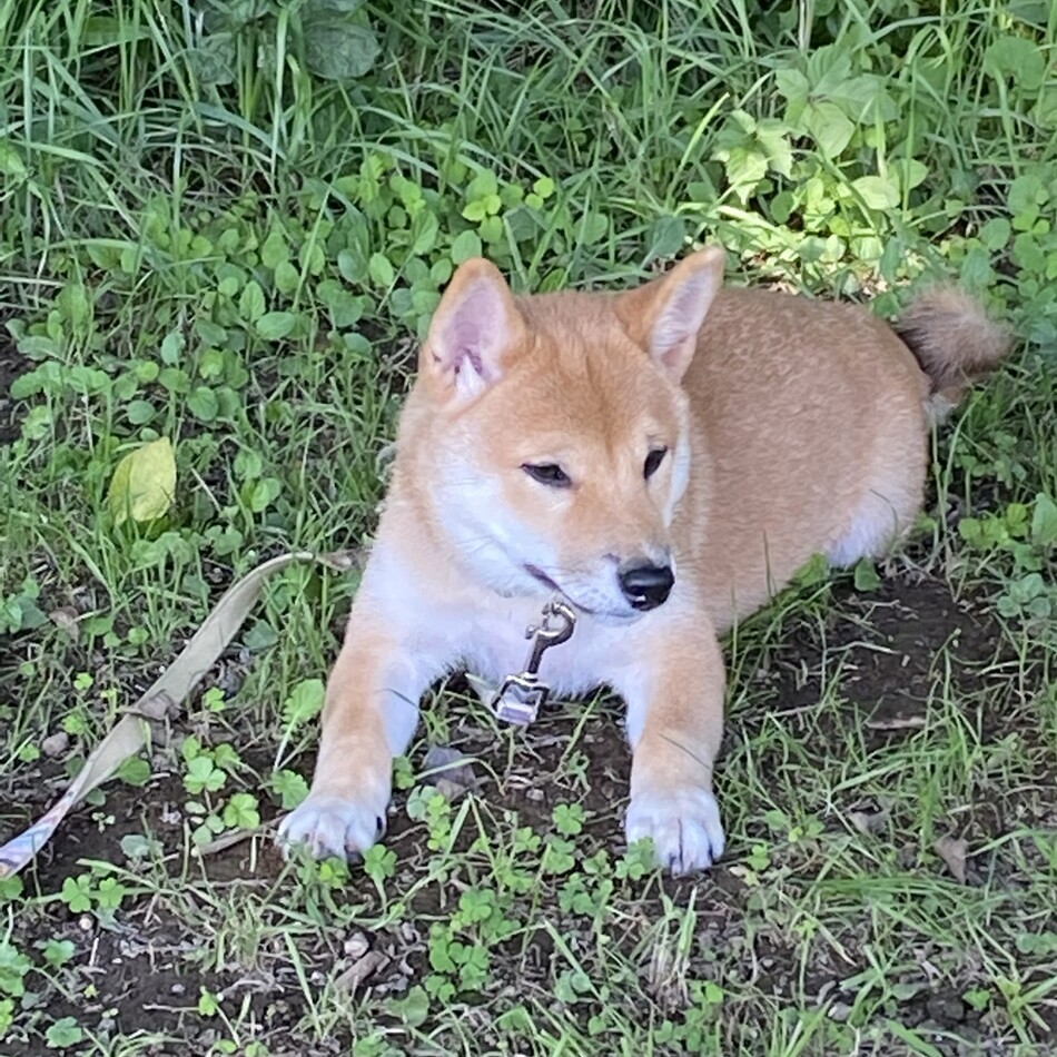 チコのカバー写真