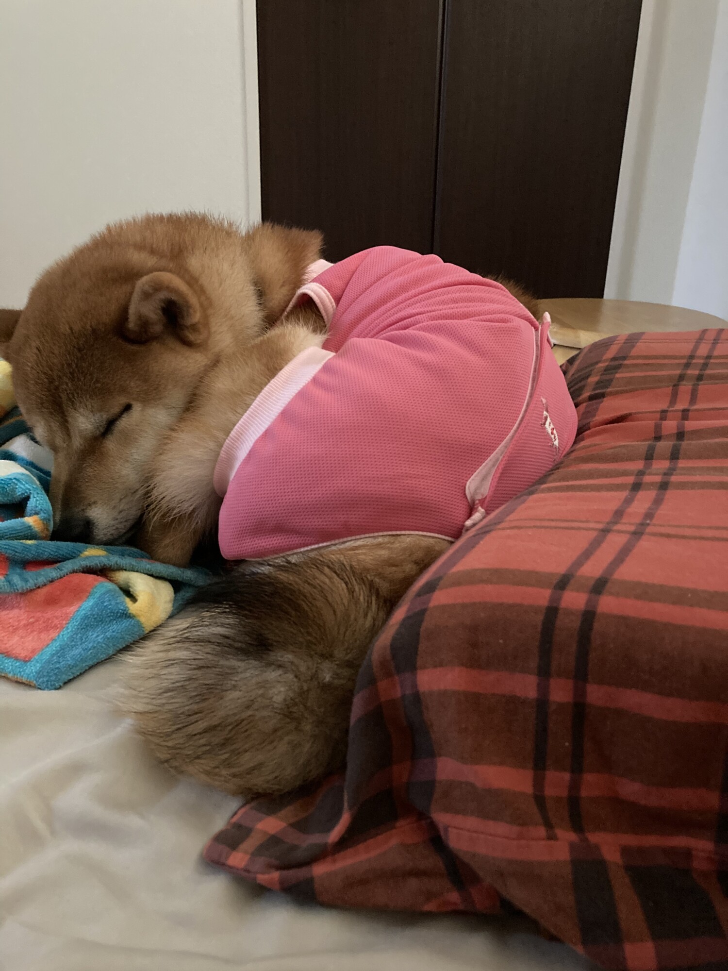 チコ 柴犬 ペットのおうち 月間利用者150万人