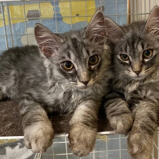 里親決定！モコモコなサバトラ兄弟