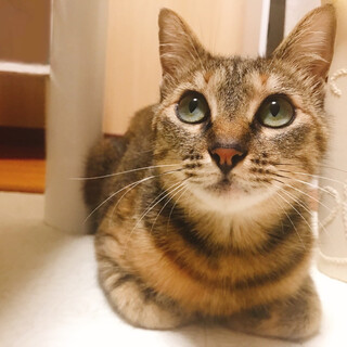 【7/17譲渡会】むーちゃん ★動画あり