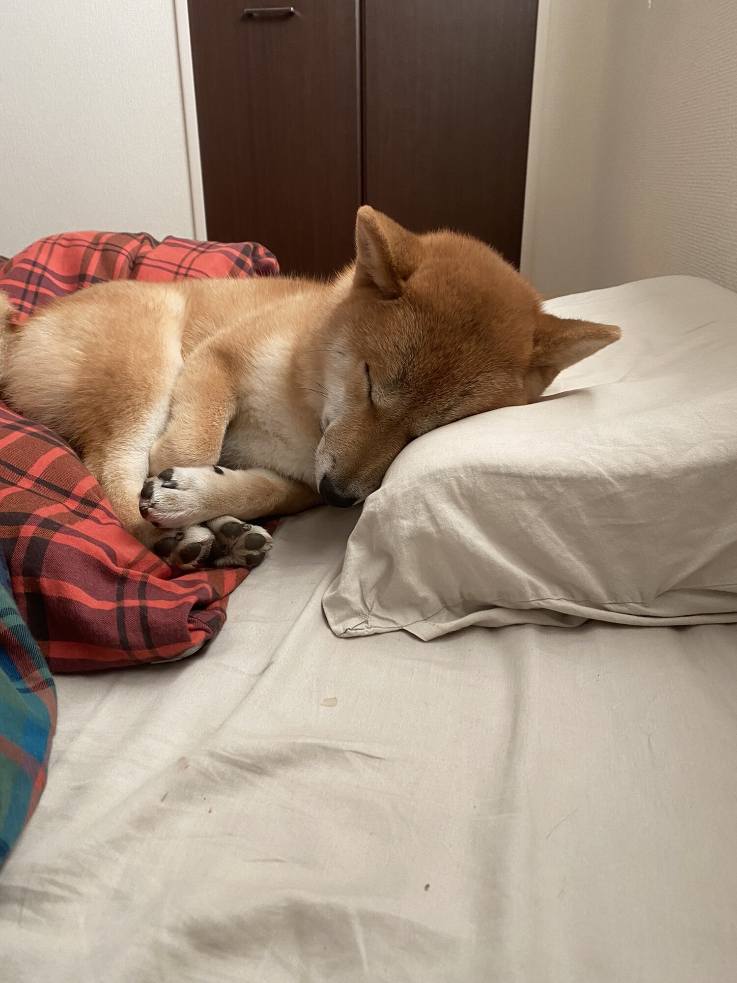 チコ 柴犬 ペットのおうち 月間利用者150万人