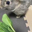 3羽の里親さん募集中です