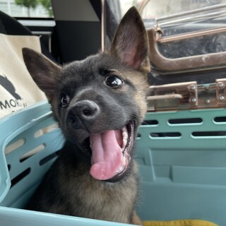 お転婆娘！マロ